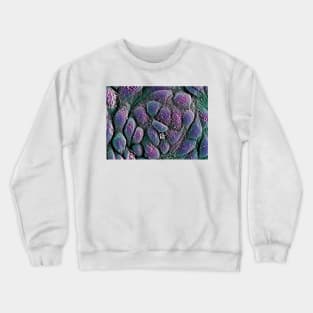 Embryonic stem cells, SEM (G442/0236) Crewneck Sweatshirt